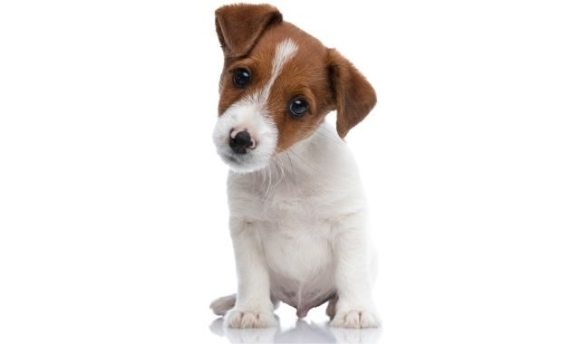 États-Unis : un chien au cabinet dentaire pour apaiser les petits patients États-Unis : un chien au cabinet dentaire pour apaiser les petits patients