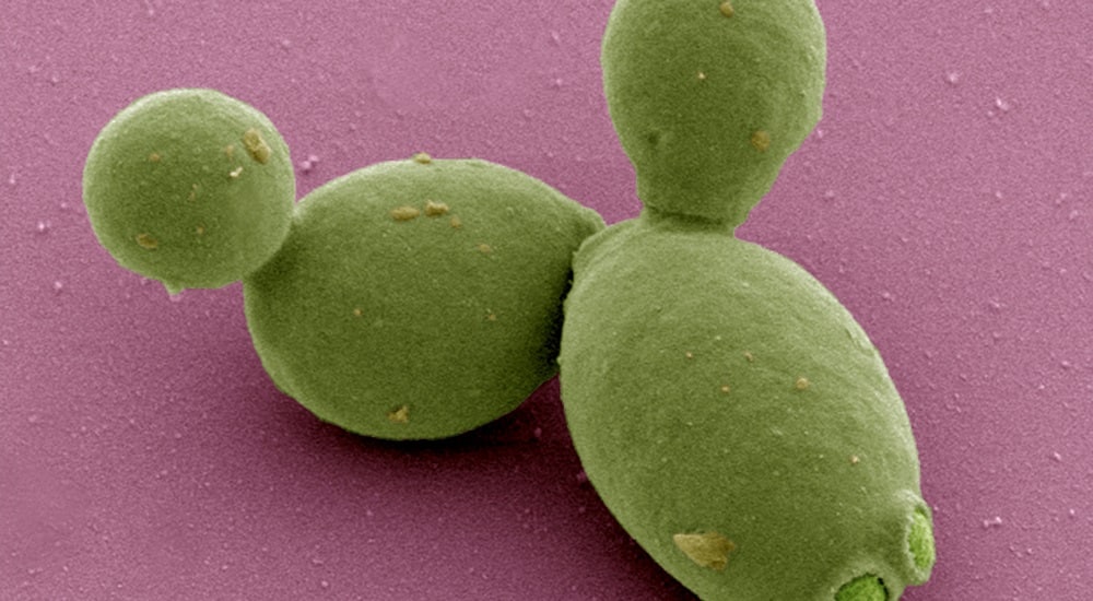 antibiotiques sur le microbiote intestinal