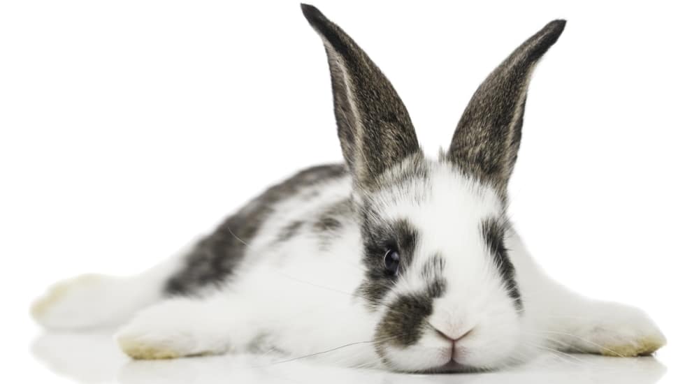 « Taxe lapin » revisitée : une nouvelle proposition de loi à l’Assemblée « Taxe lapin » revisitée : une nouvelle proposition de loi à l’Assemblée