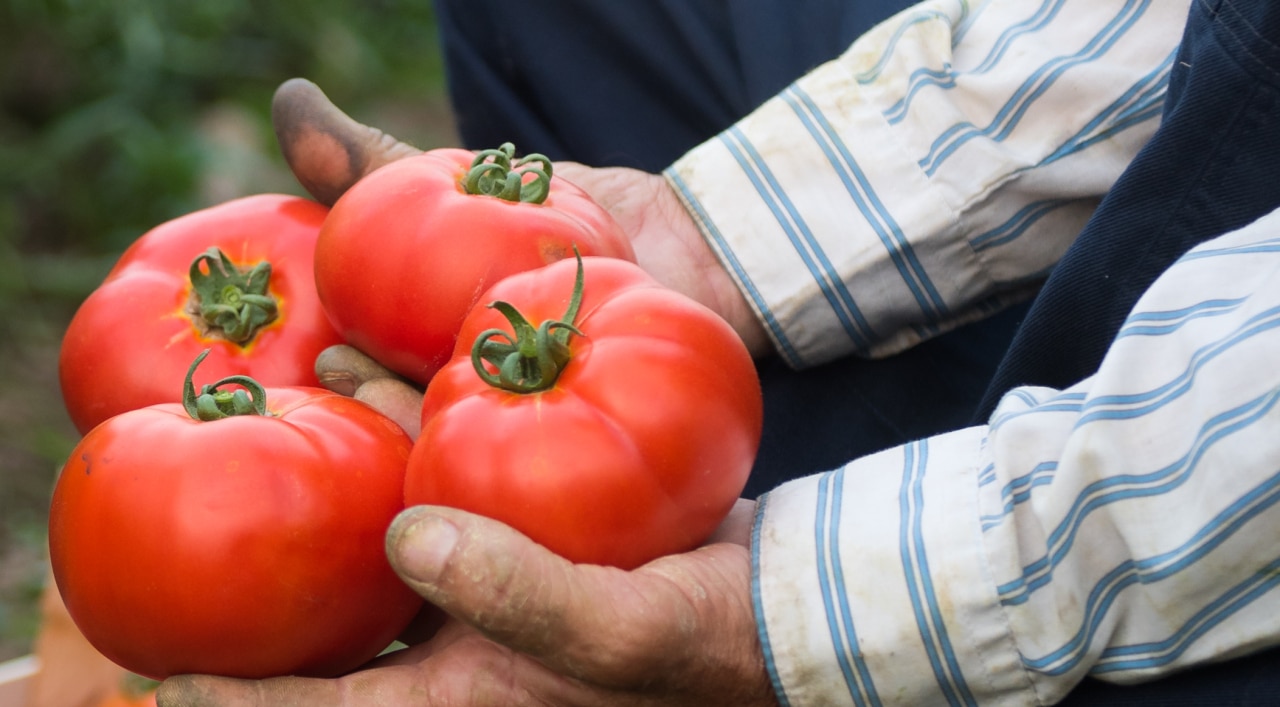 Male farmer picking vegetables from his garden and putting tomatoes in a wooden crate - Man putting tomatoes from garden in a wooden crate - 609903578