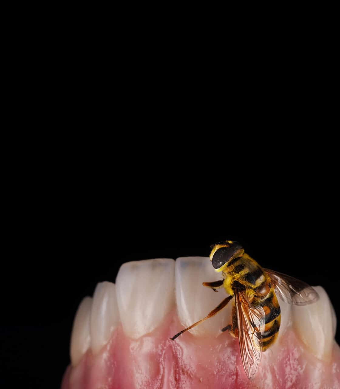 une dentalforum 2024